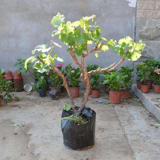 葡萄盆栽怎么整形和修剪的5个方法