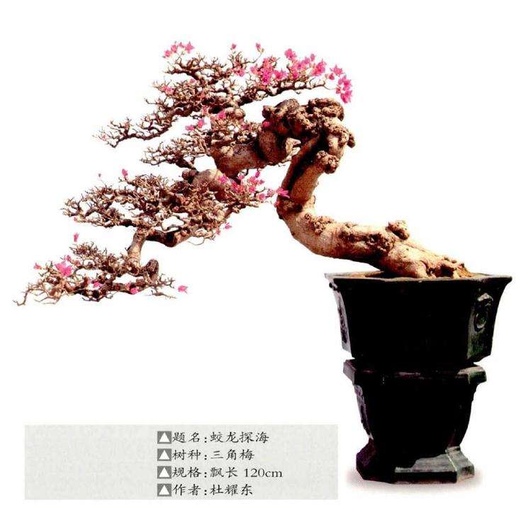 紫花三角梅盆景有哪3个优点