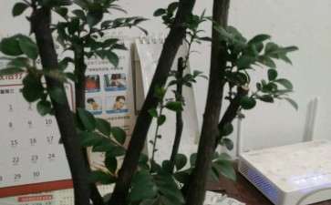 黑骨茶下山桩 平时该注意什么 图片
