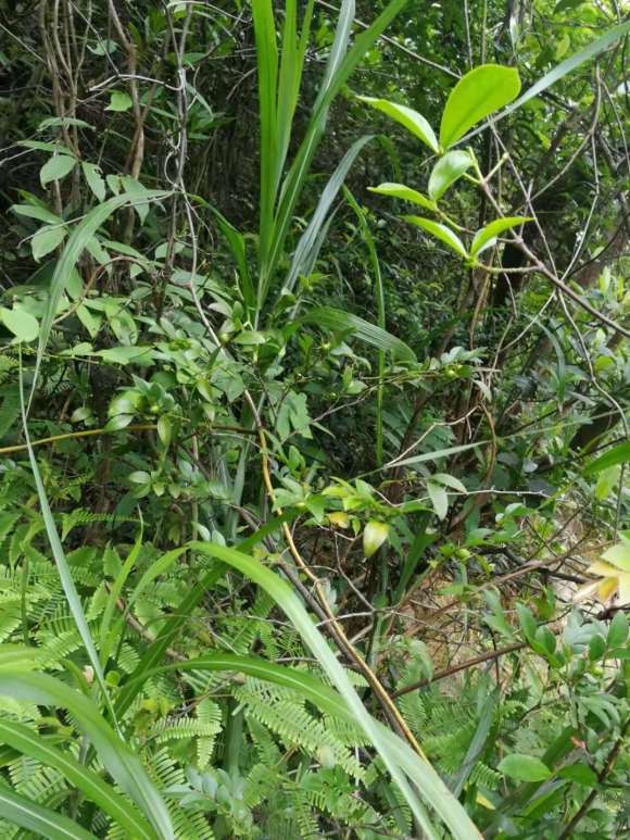 野外见到结果的黑骨茶下山桩