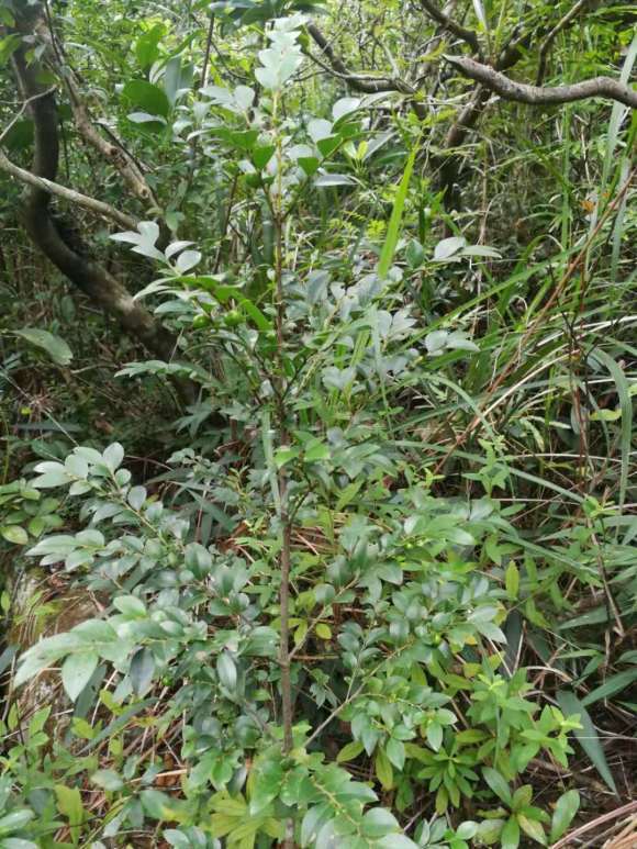 野外见到结果的黑骨茶下山桩