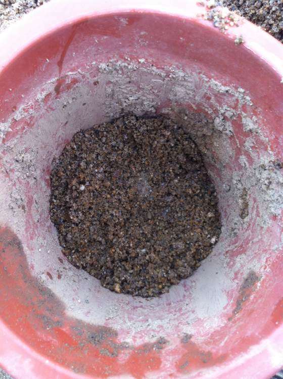 黑骨茶下山桩怎么泥土种植的方法