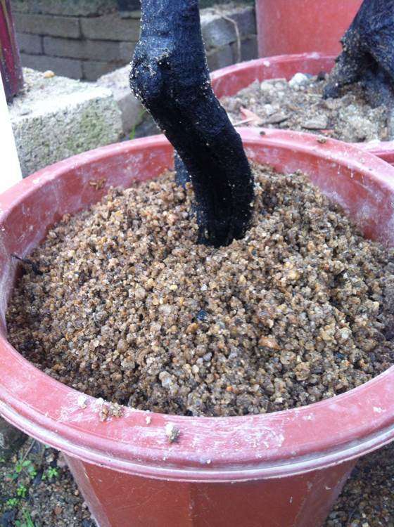 黑骨茶下山桩怎么配土和种植的方法