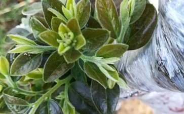 广西石山黑骨茶下山桩已发芽成活 图片