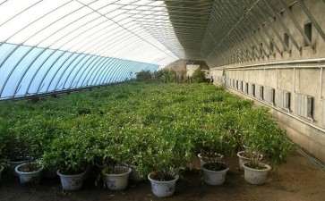 温室大棚盆栽对土壤微生物有什么影响