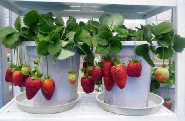 草莓盆栽怎么观赏种植的方法