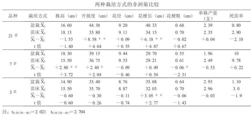 非洲菊怎么盆栽的3个方法