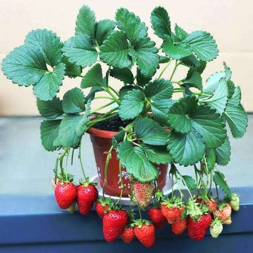 盆栽草莓怎么上盆栽培的2个技术
