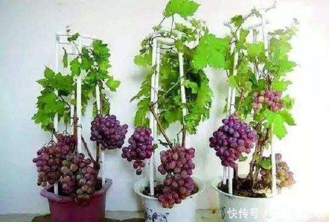 盆栽葡萄怎么压条的2个方法