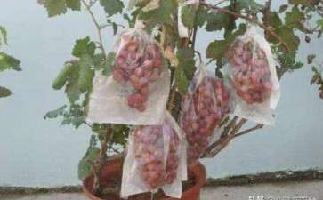 盆栽葡萄怎么施肥的3个方法