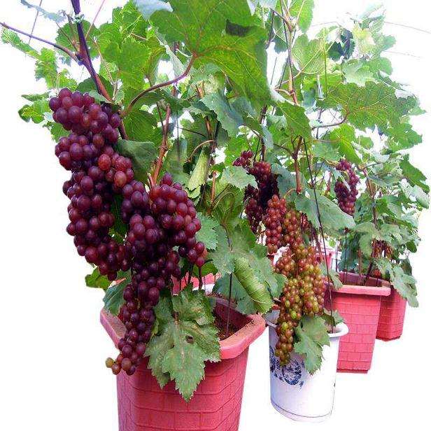 盆栽葡萄怎么植株分离