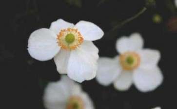 日本银莲怎么种植的5个方法 图片