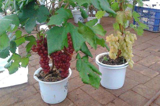 如何盆栽葡萄的4个方法