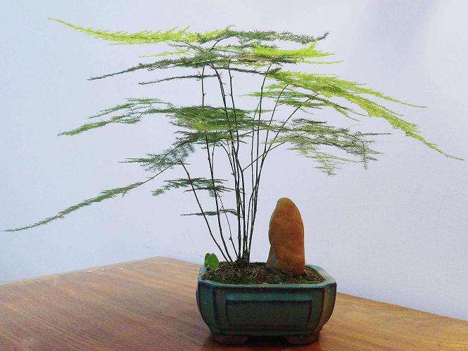 文竹盆栽怎么浇水施肥的7个方法