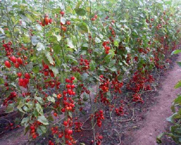 樱桃番茄怎么盆栽的6个方法