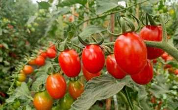 樱桃番茄怎么盆栽的6个方法