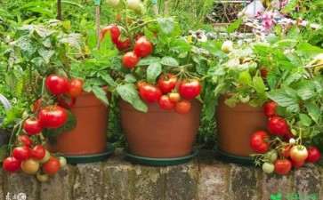 番茄盆栽怎么整枝的3个技术