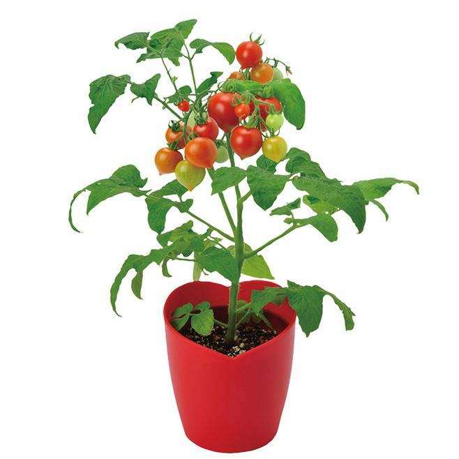 盆栽番茄怎么品种选择的2个方法
