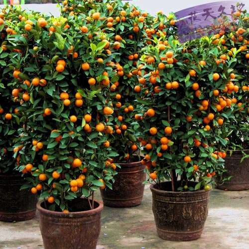 怎样使盆栽蜜橘多结果的8个方法