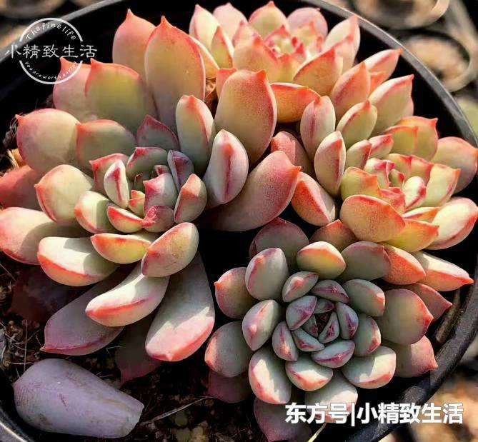 多肉植物冬季怎么养护的6个技巧