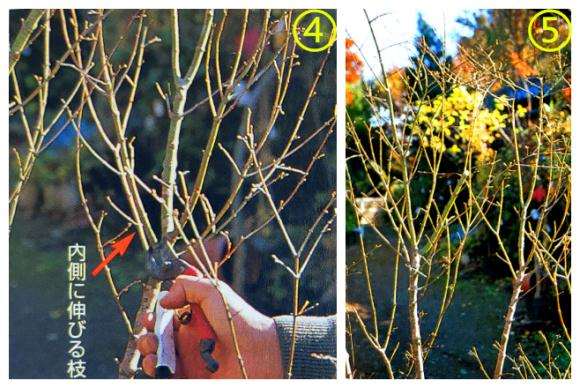 冬季槭树盆景怎么修剪剪枝的方法