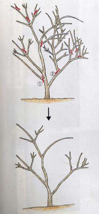 槭树盆景树枝怎么修剪的手法