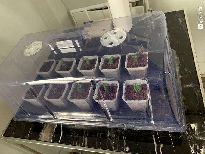 石化桧盆栽直接种地上