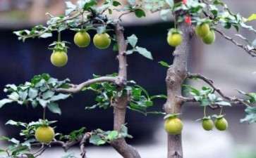 日本老鸦柿下山桩品种是怎么培育而成的