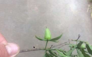老鸦柿下山桩生桩多久发芽 图片