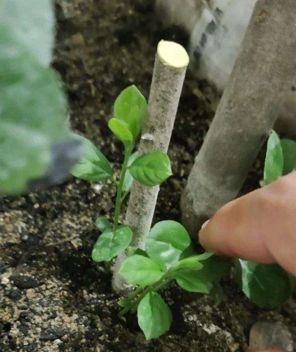 3棵老鸦柿下山桩 回芽后活过来了