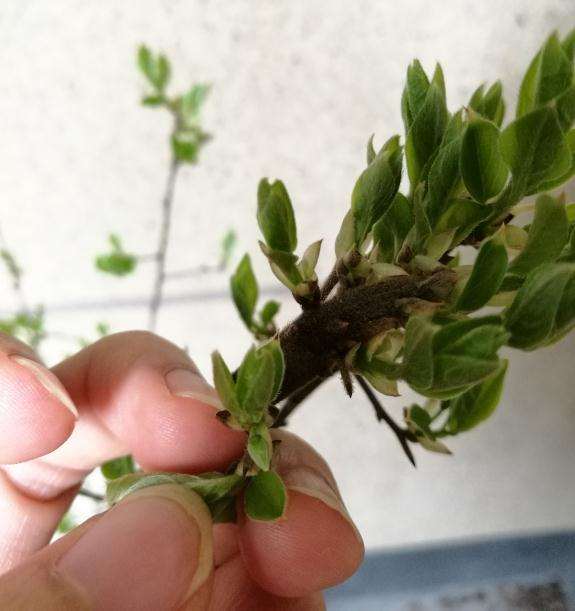 这是老鸦柿下山桩的公花