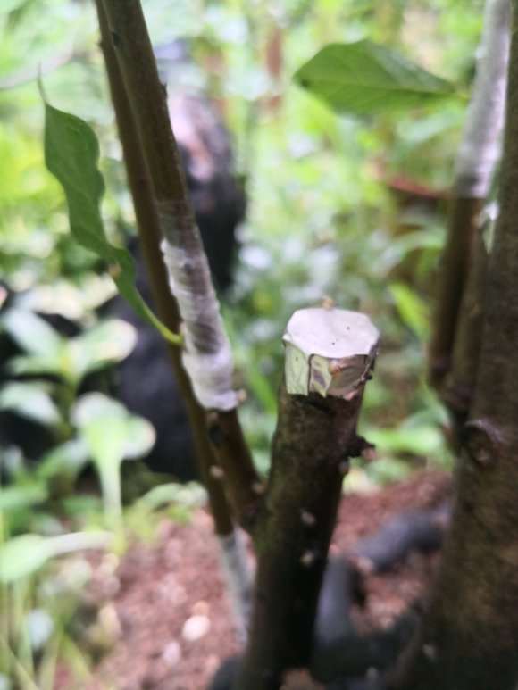 今天冒雨嫁接几个老鸦柿下山桩的芽