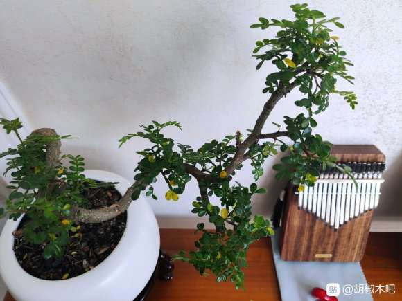 移植了1个多月的胡椒木盆景