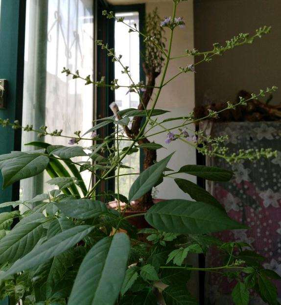 我家的盆栽荆条下山桩开花了