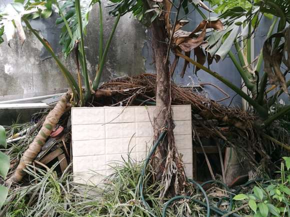 大龟背竹盆景怎么移植的方法