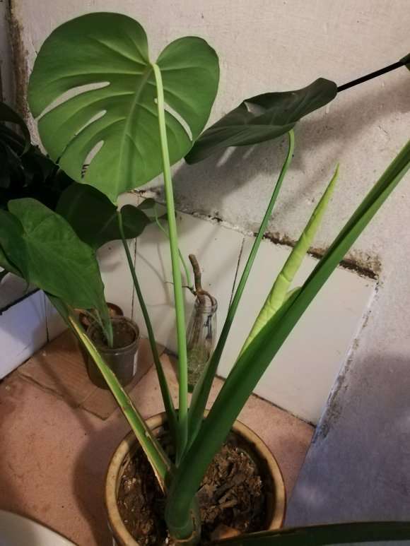 1年的龟背竹 终于要长第2片大叶子