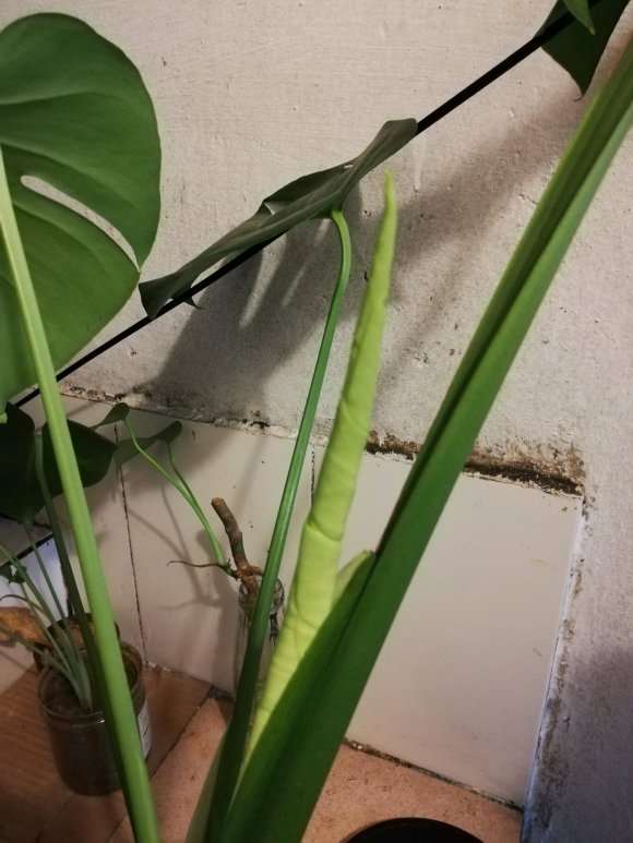 1年的龟背竹 终于要长第2片大叶子