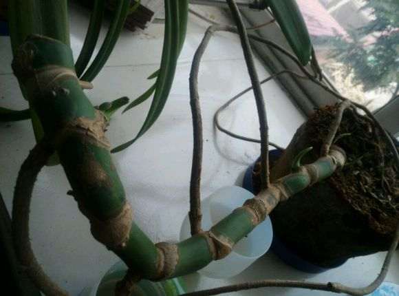 龟背竹砍头多久能恢复生长