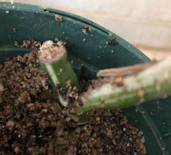 白锦龟背竹断枝怎么分株繁殖的方法