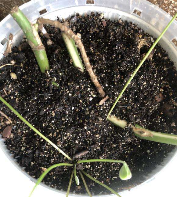 白锦龟背竹断枝怎么分株繁殖的方法