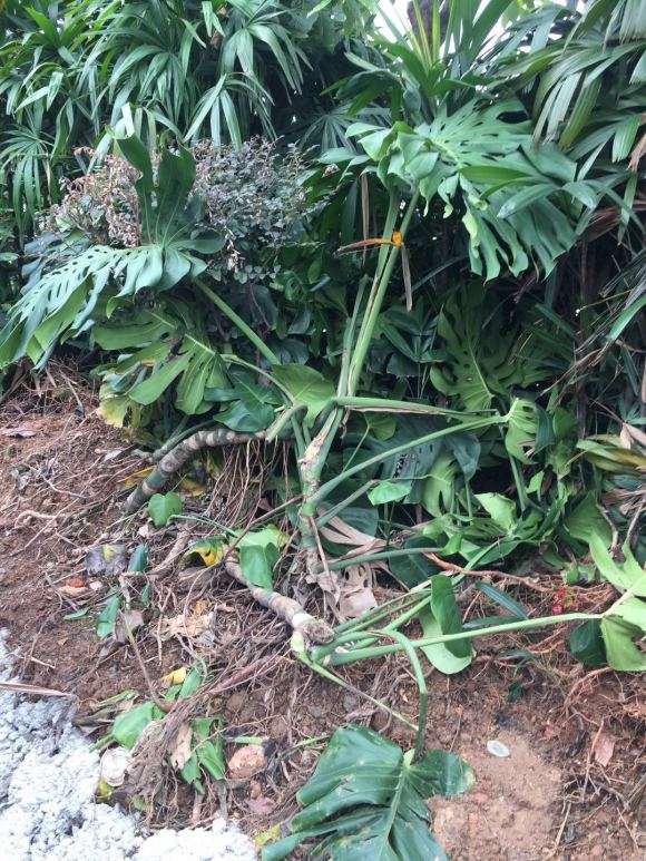 龟背竹的气生根需要砍掉吗