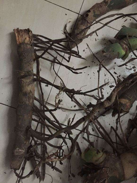 龟背竹的气生根需要砍掉吗