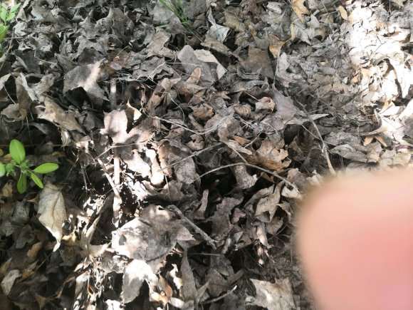 养龟背竹可以用枫树的腐叶土吗