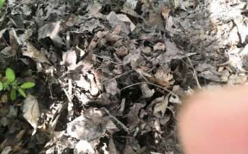 养龟背竹可以用枫树的腐叶土吗 图片