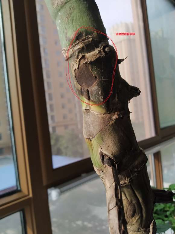 龟背竹老桩种1个月 茎杆干瘪发皱