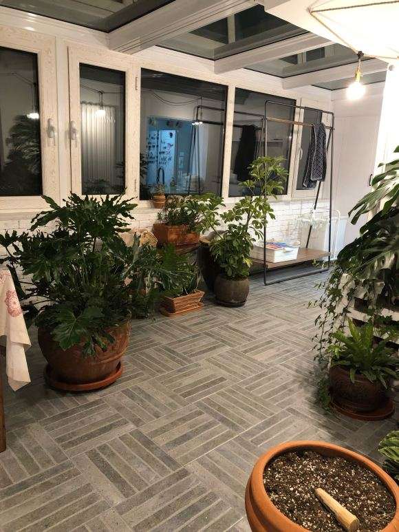 我在家里养的春雨和龟背怎么样