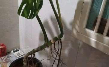 龟背竹气生根好长 想搬家不好移动 图片