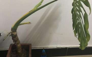龟背竹这个老叶要不要去掉了 图片