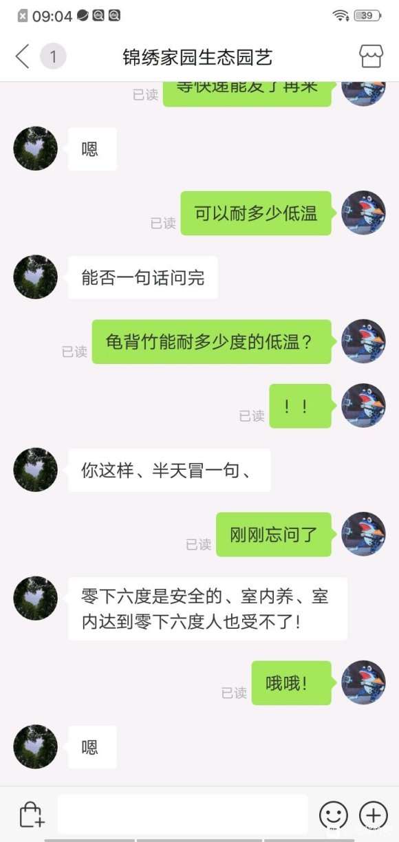 龟背竹能耐多少度的低温