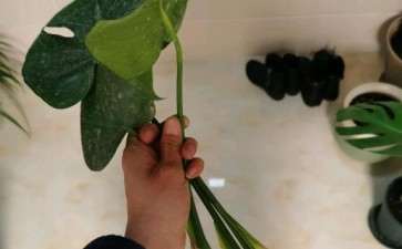 这种龟背竹的叶子泡水能生根吗 图片